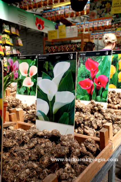 amsterdamflowermarket